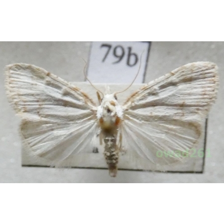 Nola aerugula (Hübner, 1793) Czech79b